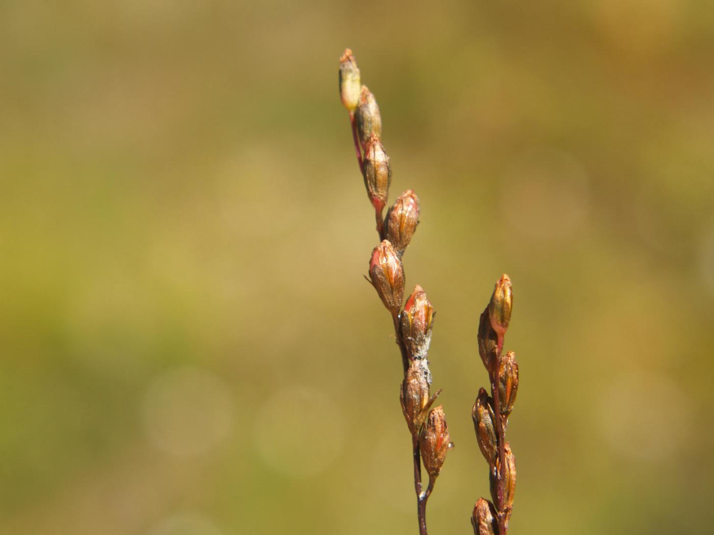 Sundew, Round-leaved fruit